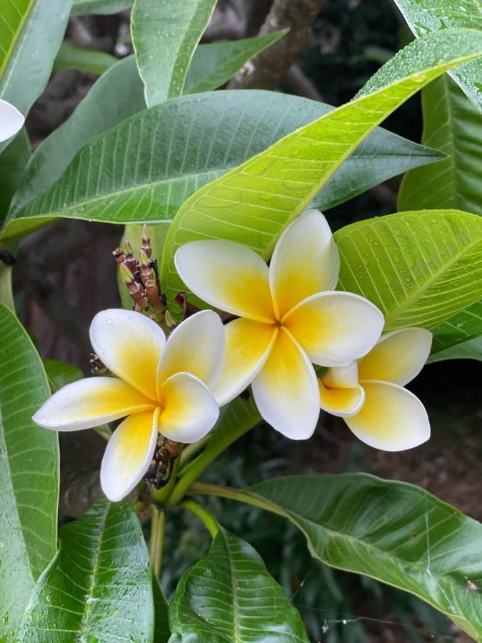 Tranquil Garden With Living Apartment Wollongong